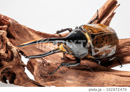 ヘラクレス・リッキー 102872470