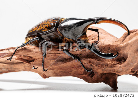 ヘラクレス・リッキー 102872472