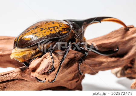 ヘラクレス・リッキー 102872475