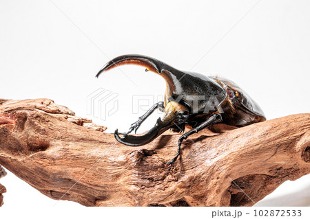 ヘラクレス・リッキー ヘラクレス・リッキー 102872533