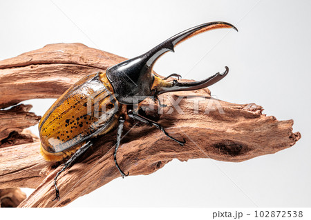 ヘラクレス・リッキー 102872538