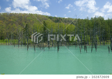 新緑の青池 102872609
