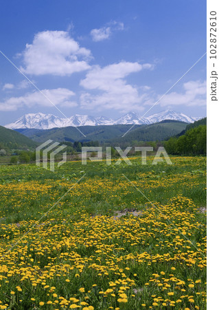 タンポポと石狩山地 102872610