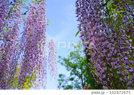 奈良春日大社・萬葉植物園の藤の花 102872675