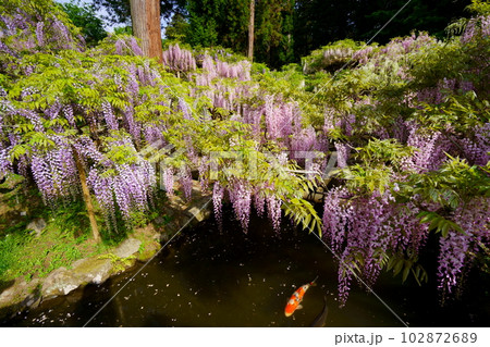 奈良春日大社・萬葉植物園・藤の花と池の鯉 102872689