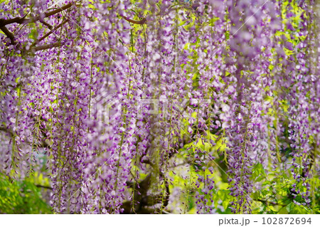 奈良春日大社・萬葉植物園・藤の花 102872694