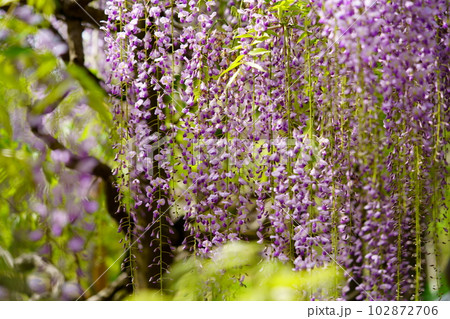 奈良春日大社・萬葉植物園・藤の花 奈良春日大社・萬葉植物園・藤の花 102872706