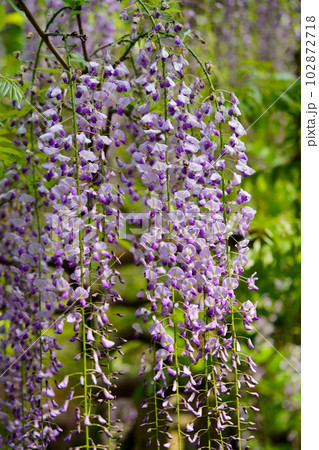 奈良春日大社・萬葉植物園・藤の花 奈良春日大社・萬葉植物園・藤の花 102872718