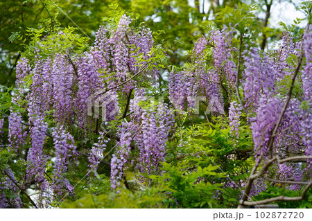 奈良春日大社・萬葉植物園・藤の花 102872720