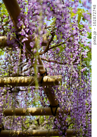 奈良春日大社・砂ずりの藤 奈良春日大社・砂ずりの藤 102872748