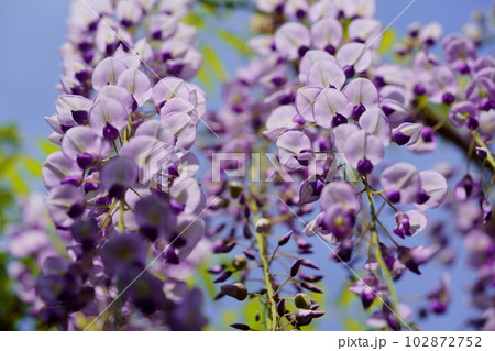 奈良春日大社・砂ずりの藤 102872752