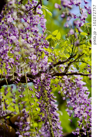 奈良春日大社・砂ずりの藤 102872757