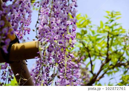奈良春日大社・砂ずりの藤 102872761