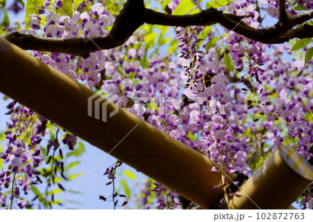 奈良春日大社・砂ずりの藤 102872763