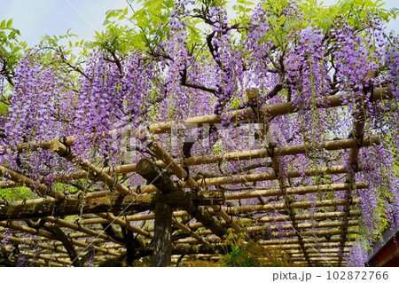 奈良春日大社・砂ずりの藤 102872766