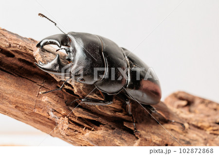 アルキデスヒラタクワガタ アルキデスヒラタクワガタ 102872868