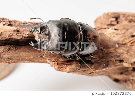 アルキデスヒラタクワガタ 102872870