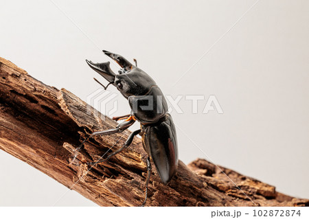 アルキデスヒラタクワガタ 102872874