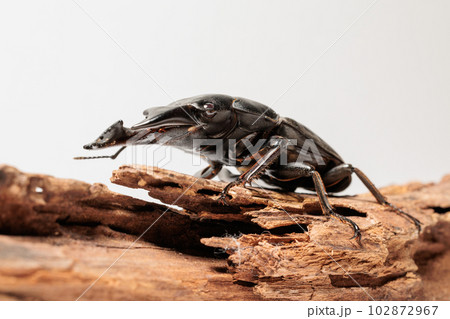 アルキデスヒラタクワガタ アルキデスヒラタクワガタ 102872967