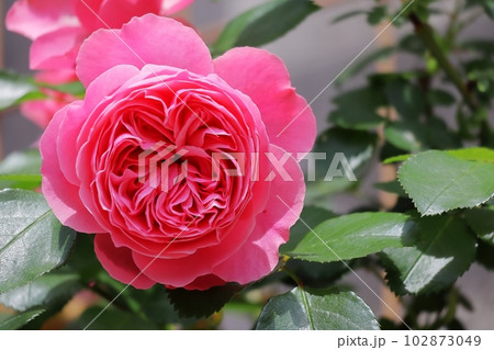 赤い薔薇の花のアップ レオナルドダビンチ 102873049