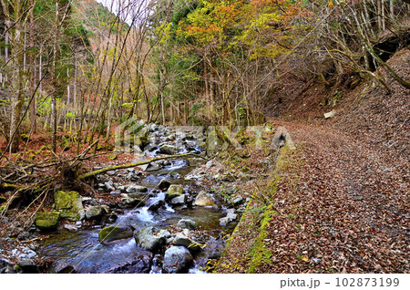 丹沢山地の菰釣山 サガセ西沢の紅葉 丹沢山地の菰釣山 サガセ西沢の紅葉 102873199