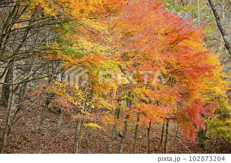 丹沢山地の菰釣山 サガセ西沢 山の彩り 丹沢山地の菰釣山 サガセ西沢 山の彩り 102873204