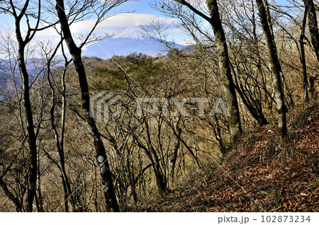 丹沢山地の甲相国境尾根　鳥屋ノ丸より笠雲を被った富士山を望む 102873234