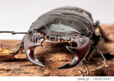 国産オオクワガタ 102873347