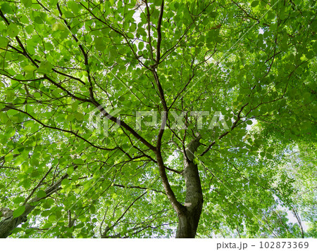 新緑の樹冠　バラ科アズキナシの巨木 102873369