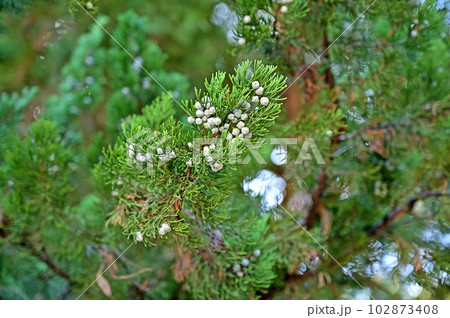 川口散歩：長徳寺　臨済宗建長寺派　境内のビャクシン 102873408