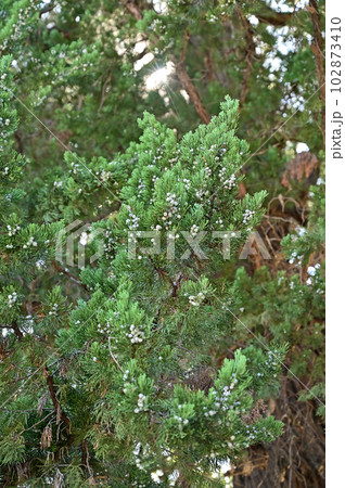 川口散歩:長徳寺 臨済宗建長寺派 境内のビャクシン 川口散歩:長徳寺 臨済宗建長寺派 境内のビャクシン 102873410