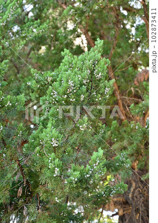 川口散歩:長徳寺 臨済宗建長寺派 境内のビャクシン 川口散歩:長徳寺 臨済宗建長寺派 境内のビャクシン 102873411