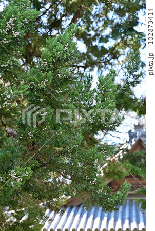 川口散歩:長徳寺 臨済宗建長寺派 境内のビャクシン 川口散歩:長徳寺 臨済宗建長寺派 境内のビャクシン 102873414