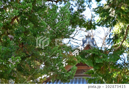 川口散歩：長徳寺　臨済宗建長寺派　境内のビャクシン 102873415