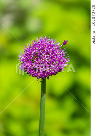 Close-up of the inflorescence of the Rosenbachian onion, Allium rosenbachianum, blooming in the garden 102873729