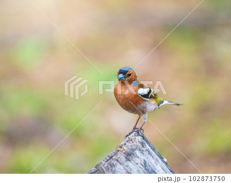 Common chaffinch, Fringilla coelebs, sits on a tree. Common chaffinch in wildlife. Common chaffinch, Fringilla coelebs, sits on a tree. Common chaffinch in wildlife. 102873750