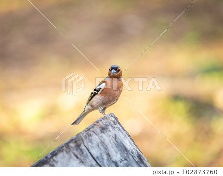 Common chaffinch, Fringilla coelebs, sits on a tree. Common chaffinch in wildlife. Common chaffinch, Fringilla coelebs, sits on a tree. Common chaffinch in wildlife. 102873760