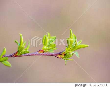 Green bushes with young leaves in the sunset 102873761