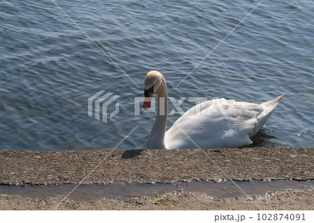 休憩中の白鳥 102874091