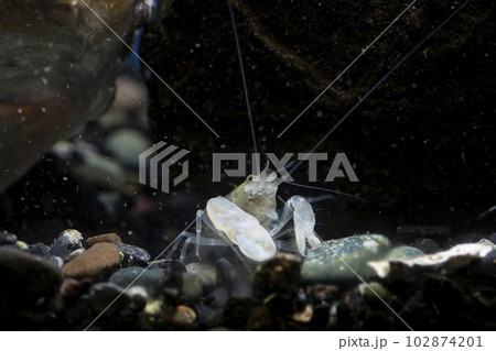 テッポウエビ　エビ　pistol shrimp　脱皮 102874201