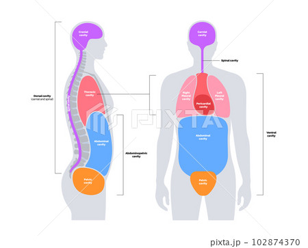Body cavities poster Body cavities poster 102874370