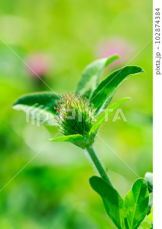 赤詰草の蕾 赤詰草の蕾 102874384
