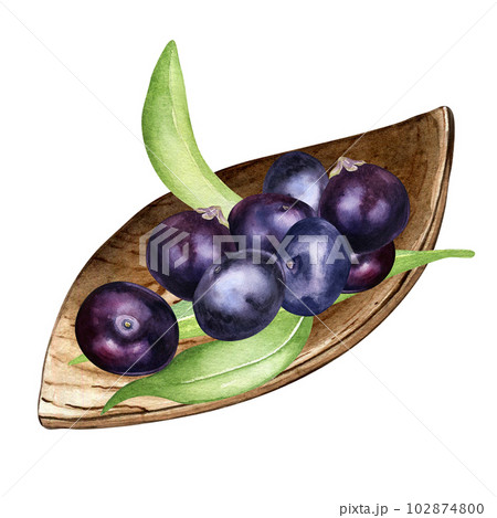 Composition of acai berries on wooden plate watercolor illustration isolated on white. Exotic amazon small purple berries on leaf shaped plate, palm leaves hand drawn. Design element for packaging 102874800