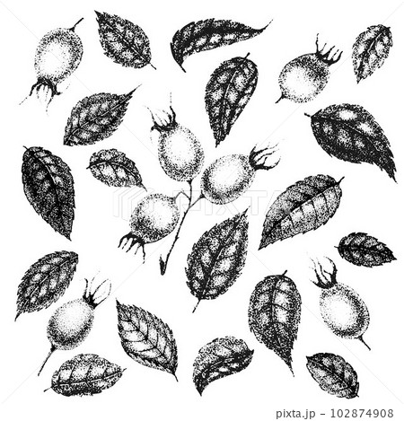 Collection of vintage flowers, leaves and berries of wild rose. Rose hip hand drawn, sketches, pointillism style. Collection of vintage flowers, leaves and berries of wild rose. Rose hip hand drawn, sketches, pointillism style. 102874908
