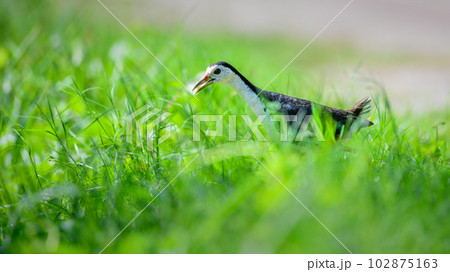 Cute White-breasted Waterhen carrying a rice grain in its beak, bringing food for chicks, walking through the green grass. 102875163