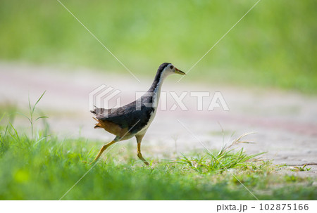 White-breasted Waterhen crosses the road to search for food. soft natural bokeh background. White-breasted Waterhen crosses the road to search for food. soft natural bokeh background. 102875166