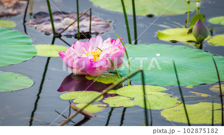 Beautiful Nelumbo nucifera flower rises above the water and floats with the lotus leaves. 102875182