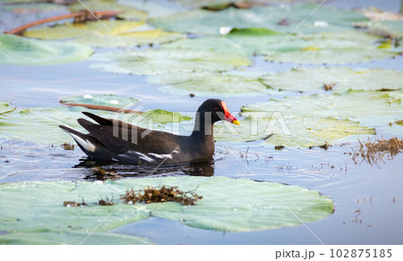 Eurasian moorhen swims through the vegetation of the tropical lake. moorhen side view photo. 102875185