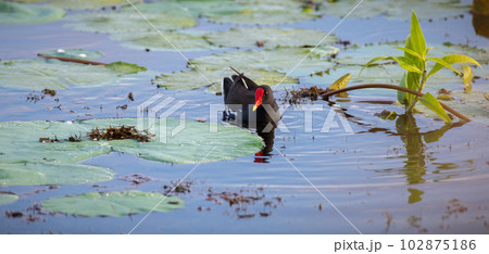 Eurasian moorhen swims through the vegetation of the tropical lake. Eurasian moorhen swims through the vegetation of the tropical lake. 102875186