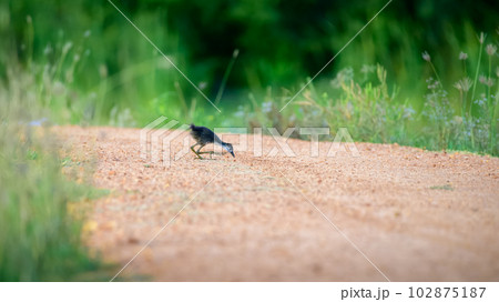 Cute White-breasted Waterhen chick pecking the ground, lonely and surrounded by tall grass. Cute White-breasted Waterhen chick pecking the ground, lonely and surrounded by tall grass. 102875187